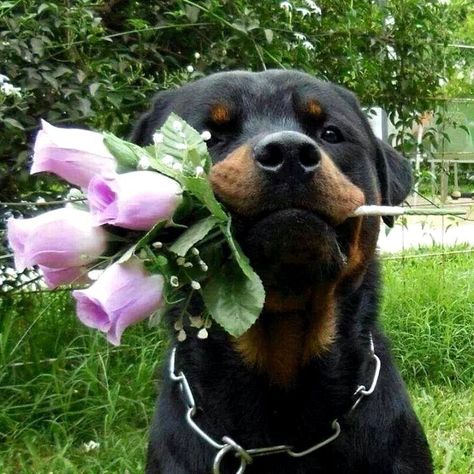 A Rottweiler’s heart is as big as their size, overflowing with love for their family. Rottweiler Dog Puppy, Cute Rottweiler, Husky Voice, Rottweiler Love, Very Cute Dogs, Rottweiler Puppies, Rottweiler Dog, Pretty Dogs, Pretty Animals