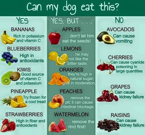 Good and bad fruits for dogs Katt Diy, Dog Body Language, Dog Girl, Golden Retriever Mix, Food Charts, Human Food, Can Dogs Eat, Dog Recipes, Pet Hacks