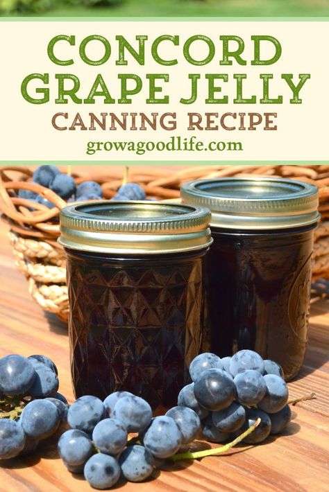 Grape Preserves, Concord Grape Recipes, Canning Tutorial, Grape Jam Recipe, Homemade Grape Jelly, Healthy Canning, Concord Grape Jelly, Honey Jelly, Paleo Condiments