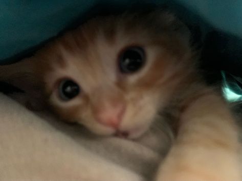 Silly Ginger Cat, Ginger Cat Pfp, 4 Kittens, Ginger Kitten, Image Chat, Ginger Cat, Silly Cats Pictures, Cute Cats Photos, Cat Boarding