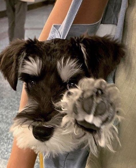 Mini Schnauzer Puppies, Standard Schnauzer, Puppies Cute, Dog Aesthetic, Miniature Schnauzer Puppies, Schnauzer Dog, Schnauzer Puppy, Very Cute Dogs, Schnauzer Dogs