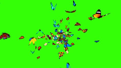 Butterfly Overlay Video, Butterfly Flying Video, Butterfly Green Screen, Mouth Animation, Greenscreen Ideas, Free Green Screen Backgrounds, Free Cartoon Characters, Butterfly Video, Tipografi 3d