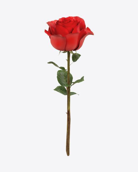 Rose Png For Editing, Rose With Stem, Rose Branch, Roses Png, Flower Background Iphone, Rose Png, Red Background Images, Nature Collage, Rosé Png