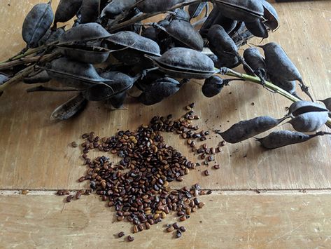 Baptisia Plant, False Indigo, Baptisia Australis, Homemade Watercolors, Wild Indigo, Indigo Plant, Grow Plants, Grasses Garden, Seed Saving