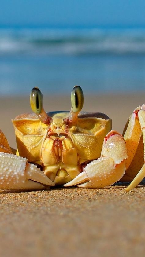 crab_sea_sand_beach_85855_640x1136 | by vadaka1986 Crabs On The Beach, Crab And Lobster, Beautiful Sea Creatures, Underwater Creatures, Underwater Life, Hermit Crab, Aquatic Animals, Crustaceans, Marine Animals