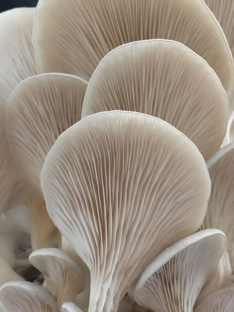 Texture Inspiration, Mushroom Fungi, Beige Aesthetic, Organic Form, Natural Forms, Patterns In Nature, White Aesthetic, Organic Shapes, Natural Texture