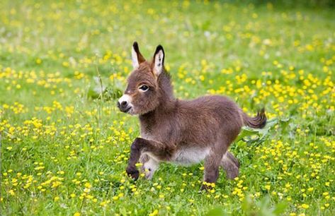 Una familia tiene burros enanos en lugar de perros Donkey Pics, Baby Donkeys, Baby Donkey, Addis Ababa, Kitten Love, Baby Goats, Donkeys, Amazing Animals, Grumpy Cat