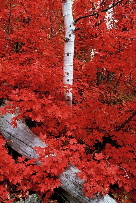 Rocky Mountain Maple, Hardy from zone 4-8, Height: 10-30 ft, Spread: 10-15 ft Quaking Aspen Tree, Maple Forest, Quaking Aspen, Aspen Tree, Moody Art, Aspen Trees, Scenic Art, Spring Landscape, Seasons Art