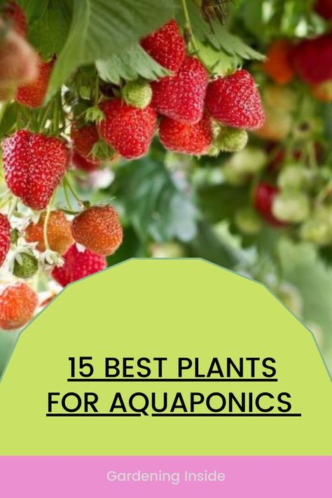 Plants For Aquaponics, Small Scale Aquaponics Diy, Fish Hydroponic Gardening, Aquaponics Diy How To Build, Best Plants For Aquaponics, Diy Aquaponics System, Fish Tank Garden Aquaponics, Hydroponic Gardening With Fish, Diy Aquaponics Fish Tank