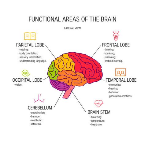 368 Parietal Lobe Illustrations & Clip Art - iStock Parietal Lobe, Brain Anatomy And Function, Brain Vector, Psychology Notes, Psychology Studies, Basic Anatomy And Physiology, Frontal Lobe, Brain Facts, Brain Anatomy