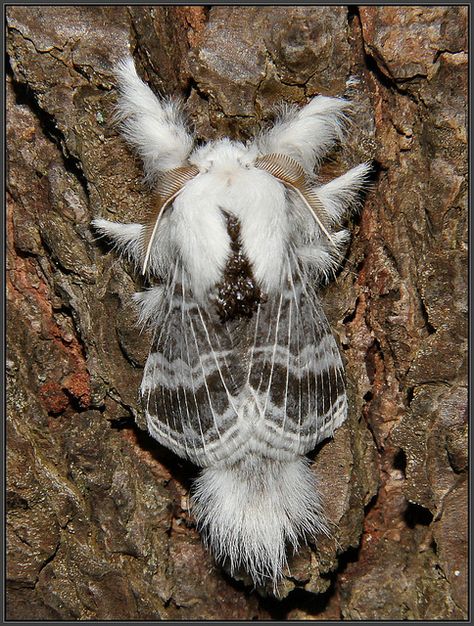 Large Tolype Moth by Eric C. Reuter, via Flickr Tolype Moth, Cool Insects, Moth Caterpillar, Insect Collection, Flying Flowers, Moth Art, Cool Bugs, Tattoos Celebrities, Education Art