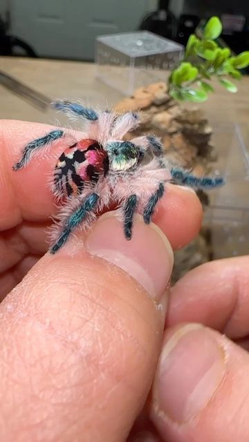 Brazilian Jewel Spider, Caribena Versicolor Tarantula, Colorful Tarantula, Jewel Tarantula, Arboreal Tarantula, Tarantula Pet, Colorful Spiders, Tarantula Habitat, Tarantula Enclosure