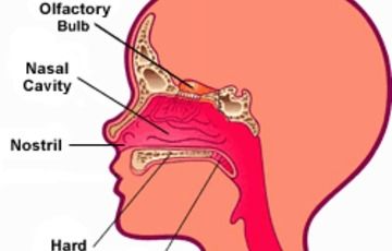 Parts Of The Nose Grade 3, Nose Diagram, Olfactory System, Human Nose, Human Body Unit Study, Teach Drawing, Number Words Worksheets, Articles For Kids, Ap Psych