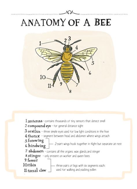 Biology/ science: Anatomy of a Bee. Illustration for science journal. Natural Journal, Bee Education, Homeschool Cooking, Bee Anatomy, Nature Anatomy, Science Anatomy, Julia Rothman, Science Infographics, Backyard Bee