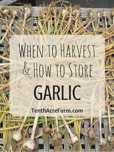 WHEN TO HARVEST & HOW TO STORE GARLIC When To Harvest Garlic, Subsistence Farming, Harvest Garlic, Mini Farming, Store Garlic, Harvesting Garlic, How To Store Garlic, Basic Food, Tattoo Plant