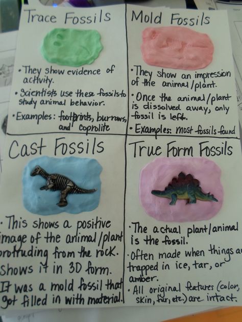 We are currently studying fossils and dinosaurs as we are reading "The Enormous Egg", by Oliver Butterworth. We made these Four Types of Fossils Models. Each student needed one individual package o... Fossil Project, Fossils Lesson, Types Of Fossils, Fossils Activities, Fourth Grade Science, Science Anchor Charts, مشروعات العلوم, Third Grade Science, 8th Grade Science