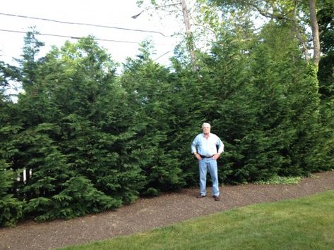 A Fast Growing Landscaping Tree: The Leyland Cypress Tree | HubPages Leland Cypress Trees, Leland Cypress, Leyland Cypress Trees, Privacy Screening, Leyland Cypress, Landscaping Trees, Cypress Trees, Home Quotes And Sayings, Plant Roots