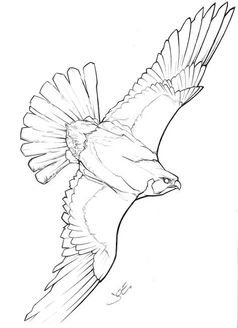 Peregrine Falcon Tattoo, Tattoo Composition, Falcon Drawing, Falcon Tattoo, Falcon Art, Fly Drawing, Cobra Tattoo, Puppy Coloring Pages, Bird Sketch