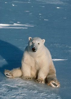 Bear Sitting, Cute Polar Bear, Bear Pictures, Arctic Animals, Love Bear, White Bear, Bear Art, Polar Bears, Cute Animal Photos