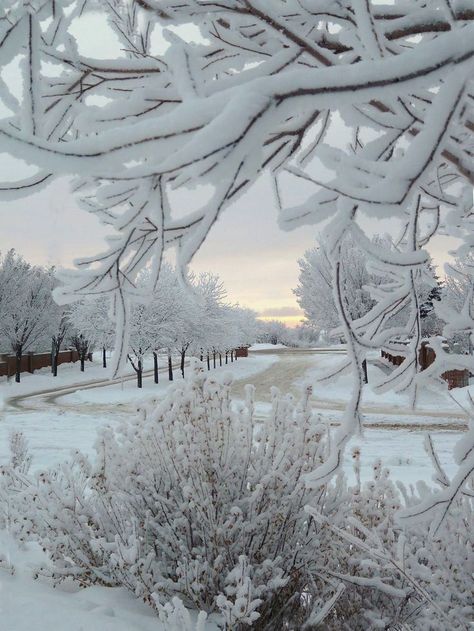 A gray day is sometimes a beautiful day--lots colors of nature here-white,black, gray, yellow, blue tan, beige and all those in between Winters Tafereel, Winter Schnee, Winter Szenen, Snow Covered Trees, God Jul, Winter Love, Winter Magic, Airbrush Art, Winter Scenery