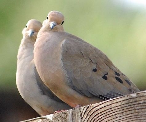 This morning I’m thankful for the beautiful sound of the doves in our neighborhood. My favorite of all the bird songs. Morning Doves, Morning Dove, Cute Pigeon, Pigeon Breeds, Dove Pigeon, Dove Bird, Pretty Animals, Backyard Birds, Pretty Birds