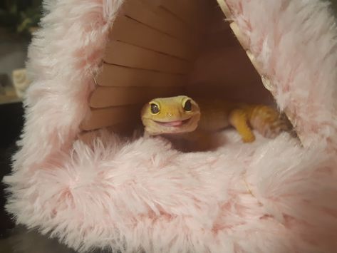 Simple Leopard Gecko Setup, Leopard Gecko Hides Diy, Leopard Gecko Humid Hide, Diy Leopard Gecko Hide, Diy Gecko Hide, Cute Leopard Gecko Tank Ideas, Leopard Gecko Enclosure Ideas, Leopard Gecko Terrarium Ideas, Leopard Gecko Diy