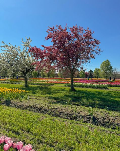 a day at the tulip farm is a day well spent 🌷🧺 - - Pinterest girl, Pinterest aesthetic, outfit inspo, vsco girl, coconut girl ,spring outfits, spring fashion inspo, spring aesthetic, outfit ideas, spring fashion #coastalstyle #pinterestaesthetic #pinterestoutfit #oufitinspo #casualoutfit #coconutgirl #springfashion #springoutfits #springaesthetic #springstyle Spring Aesthetic Outfit, Fashion Inspo Spring, Tulip Farm, Spotify Aesthetic, Outfit Ideas Spring, Spring Girl, Spring Mood, Aesthetic Outfit Ideas, Coconut Girl