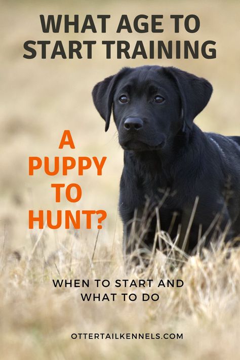 How To Train A Hunting Dog, Duck Hunting Dog Training, Duck Dog Training, Training A Lab Puppy, Lab Puppy Training, Hunting Dog Training, Working Dog Breeds, Bird Dog Training, Bird Training