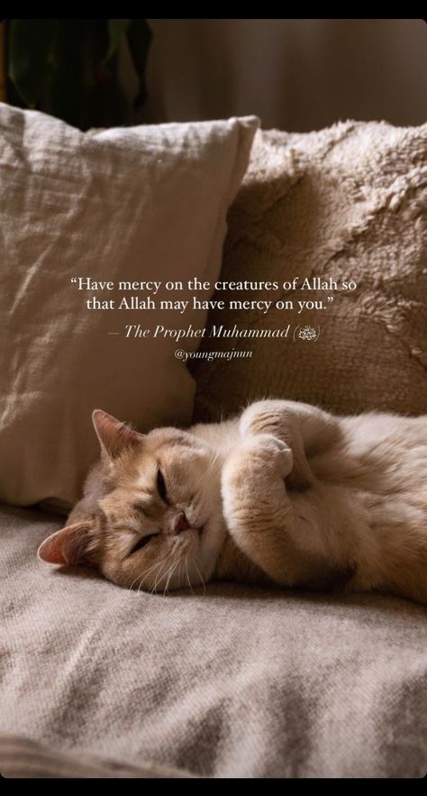 Cats In Islam Quotes, Mohammad Saw Prophet Muhammad Quotes, Islamic Morning Quotes, Hadith Quotes Prophet Muhammad, Muhammad Saw Quotes, Mohammed Quotes, Sunnah Of Prophet Muhammad, Muhammad Prophet, Islamic Quotes In English