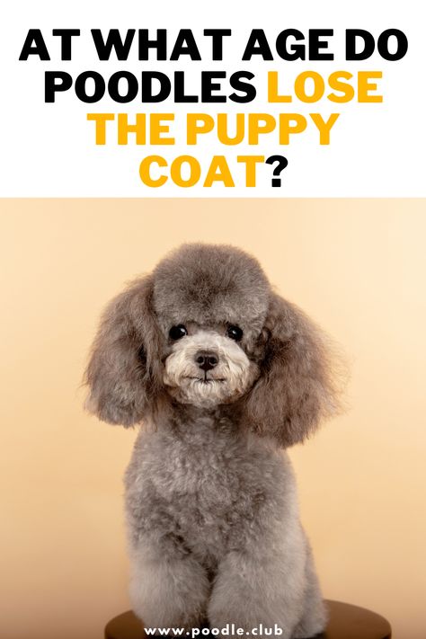 Mini Poodles Full Grown, Trinity Haircut, Black Standard Poodle Puppy, Moyen Poodle Haircut Styles, Poodle Cuts Pet Grooming, Miniature Poodle Cuts, Mini Poodle Haircut, Mini Poodle Haircut Styles, Standard Poodle Puppy Cut