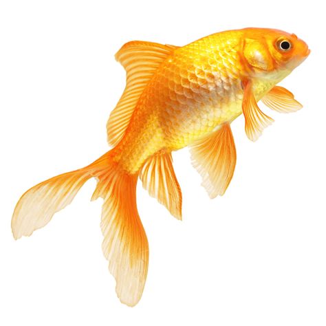 Goldfish Background, Best Fish For Aquaponics, Fish Png, Goldfish Art, Real Fish, Aquaponics Fish, Fish Breeding, Animal Categories, Fish Drawings