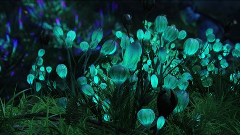 Glowing Plant Project: glowing trees to function as street ... Alien Plants, Plant Projects, Free Desktop Wallpaper, Pandora Avatar, Blue Pictures, Alien Planet, Alien Worlds, Fantasy Landscape, Nature Wallpaper