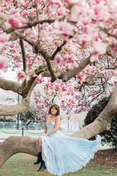 5 Places to Find Beautiful Magnolias in Washington DC - Sea of Blush Cherry Blossom Dc Photoshoot, Cherry Blossom Tree Photoshoot, Cherry Blossom Photoshoot, White Magnolia Tree, Cherry Blossoms In Dc, Light Goddess, Cherry Blossom Washington Dc, Blossom Outfit, Blossom Photoshoot