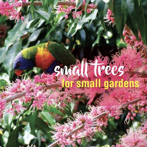 Large Garden Ideas, Hamptons Landscaping, Garden Ideas Australia, Fast Growing Shade Trees, Trees For Front Yard, Australian Trees, Australian Native Garden, Garden Magazine, Australian Plants