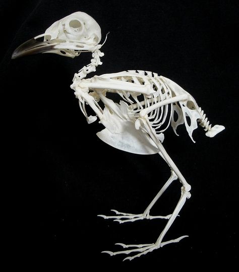 Squelette de Merle noir / Common Blackbird Skeleton (Turdus merula) Bird Skeleton, Skeleton Parts, Skull Reference, Skulls And Bones, Animal Skeletons, Vulture Culture, Anatomy For Artists, Unique Sculptures, Bird Skull