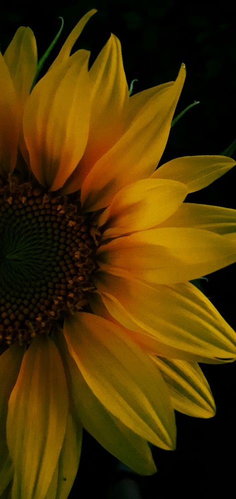 Sunflower Images Pictures, Sunflower Screensaver, Wallpaper Sunflower, Sunflower Iphone Wallpaper, Motivational Art Prints, Sunflower Photography, Sunflowers Background, Apple Logo Wallpaper Iphone, Sunflower Photo