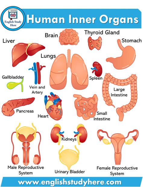 Idiom Examples, Human Body Vocabulary, Vetenskapliga Experiment, Urinary Bladder, अंग्रेजी व्याकरण, Tatabahasa Inggeris, Small Intestine, Human Organ, English Language Learning Grammar