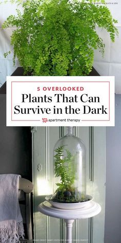 5 Overlooked Plants That Can Survive The Dark | It's pretty hard to grow plants in the dark, but you'll increase your odds if you pick plants that don't need much light. Here is one of our lowlight guides to house plants. Landscape House, Inside Plants, Grow Plants, Low Light Plants, Bathroom Plants, House Plants Indoor, Growing Indoors, Outdoor Plants, Growing Plants