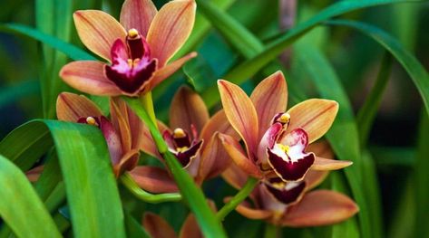 Types of Orchids: 47 Different Orchid Varieties With Names and Pictures Types Of Orchids Names, Orchid Types Pictures, Different Types Of Orchids, Orchid Types, Orchid Varieties, Types Of Orchids, Self Watering Pots, Moth Orchid, Shade Flowers