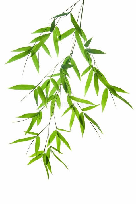 Branch of bamboo stock photography Bamboo Image, Bamboo Background, Bamboo Crafts, White Leaves, Bamboo Leaves, Watercolor Projects, Bamboo Wall, White Background Photo, Fabric Wall Art