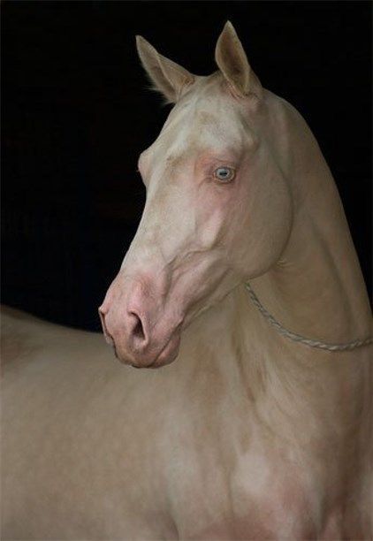 Akhal-Teke Cremello.The Akhal-Teke is a horse from Turkmen, in the southern region of the modern country of Turkmenistan. These horses have been renowned as cavalry mounts and racehorses for some 3,000 years. Cremellos (or “isabellas” in Europe) and Perlinos are found quite commonly in the Akhal-Teke and are known for their lustrous coats and ice-blue eyes. Photo credit: Svetlana Pedrova Albino Horse, Ahal Teke, Rare Horse Breeds, Akhal Teke Horses, Horse Mask, Horse Ears, Golden Horse, Albino Animals, Akhal Teke