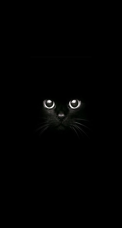 Pin by Zeynep Aysu Kıyı on Wallpaper | Black cat art, Cat wallpaper, Cute cat wallpaper A Black Cat, Cat Wallpaper, In The Dark, A Black, Cute Cat, Black Cat, Black, Art