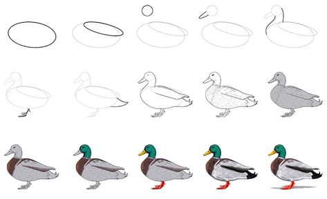 How To Draw A Mallard Duck, How To Paint Ducks, How To Paint A Duck, How To Draw A Duck Step By Step, Duck Doodle Easy, How To Draw Ducks, Duck Drawing Realistic, How To Draw Duck, Duck Drawing Simple