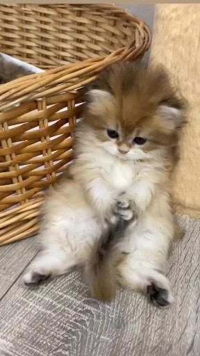 Munchkin Cat, Cute Animals Puppies, Söt Katt, Super Cute Animals, Cute Animals Images, Cute Cat Gif, Cute Animal Videos, Funny Cute Cats