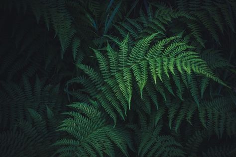 Fern Images, Clover Plant, Fern Wallpaper, 2560x1440 Wallpaper, Plant Images, Fern Plant, Plant Wallpaper, Close Up Photography, Parts Of A Plant