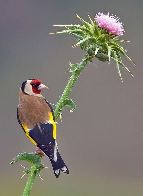 Goldfinch on thistle European Goldfinch, Finches, Kinds Of Birds, Colorful Bird, Nature Birds, Goldfinch, All Birds, Exotic Birds, Bird Pictures