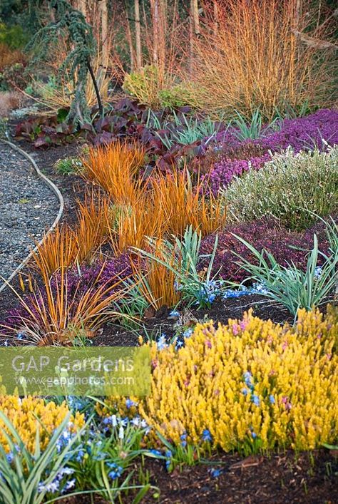 Libertia peregrinans 'Gold Leaf', Erica carnea 'Foxhollow' and Bergenia 'Bressingham Ruby', April - The Winter Garden at The Bressingham Gardens, Norfolk Spring Border, Backyard Renovations, Side Garden, Plant Photography, Spring Bulbs, Small Garden Design, Back Garden, Autumn Garden, Types Of Plants