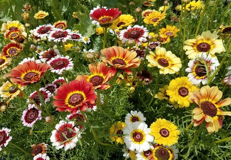 shiatoshi: May 2018 Chrysanthemum Seeds, Painted Daisy, Daisy Painting, Language Of Flowers, Wildflower Seeds, Fancy Pants, Shades Of Yellow, Planting Seeds, Chrysanthemum