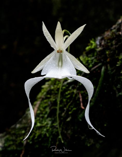 Name: Ghost Orchid (Dendrophylax lindenii); Range: S. Florida, Bahamas, & Cuba Ghost Orchid Aesthetic, Orchid Reference Photo, Dracula Orchid, Droopy Flowers, White Egret Orchid, Ghost Flowers, Ghost Flower, Matcha Lemonade, Ghost Orchid