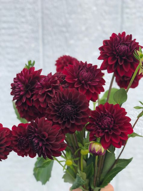 Burgandy Ranaculus, Dahlia Flower Burgundy, Dark Fall Flowers, Dark Dahlia Bouquet, Burgundy Dahlia Bouquet, Dark Red Wedding Flowers, Red Dahlia Bouquet, Maroon Dahlia, Burgundy Plants